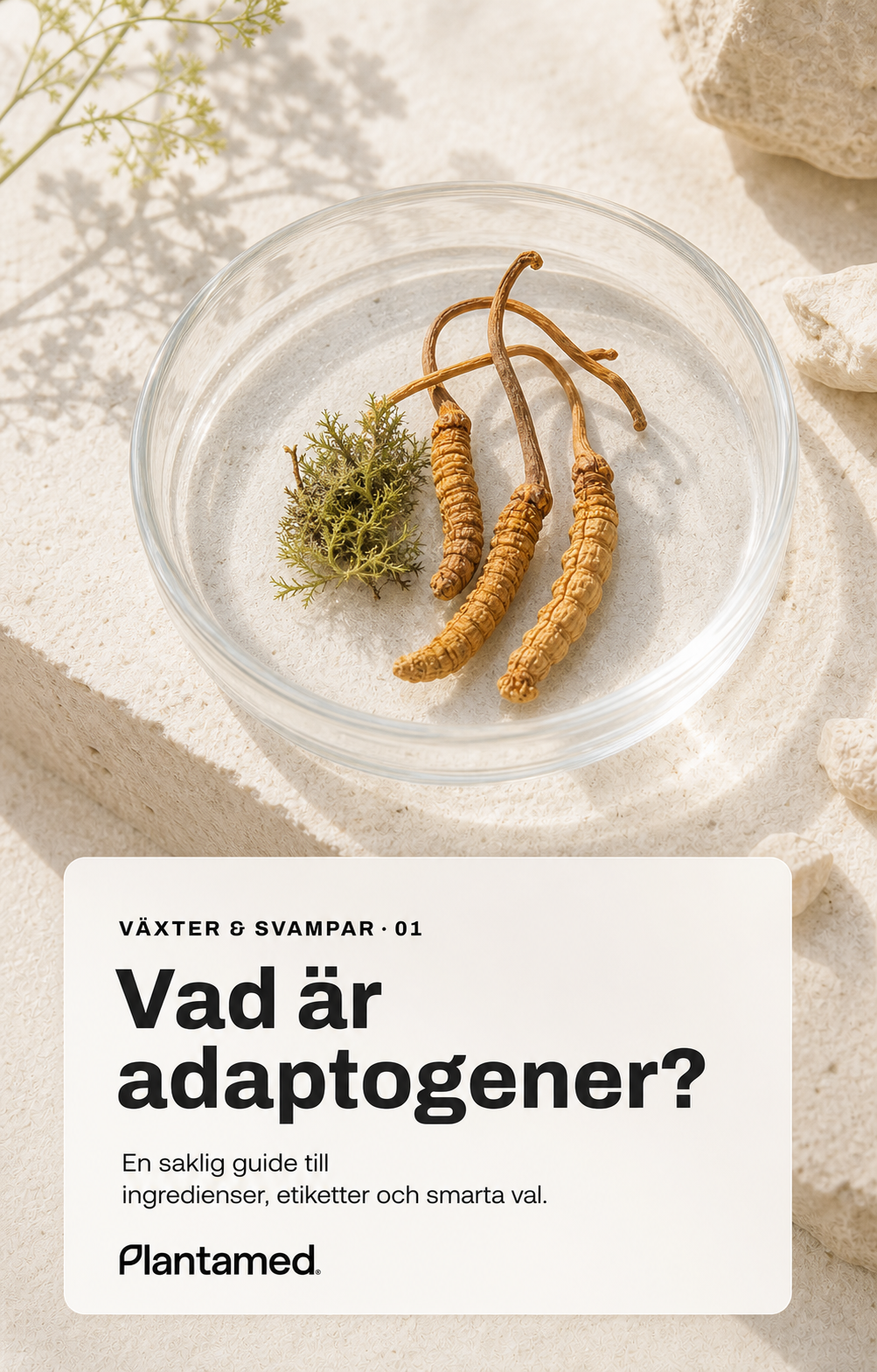 Vad är adaptogener? Plantamed utbildningsbild om växter och svampar