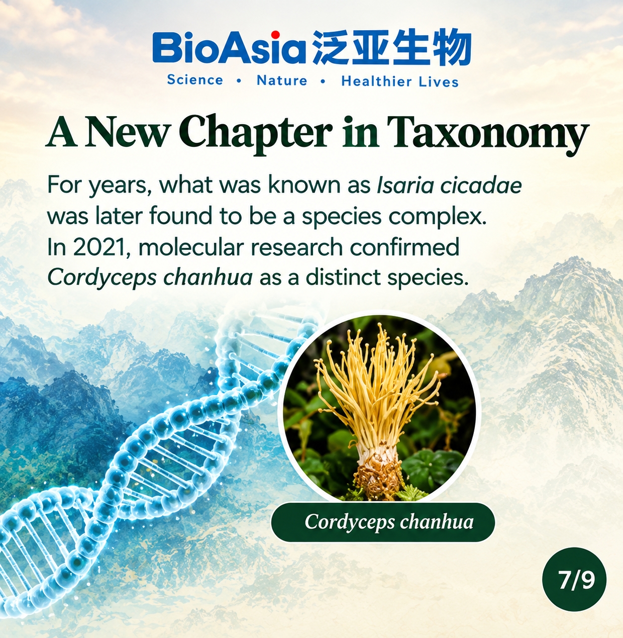 Illustration av taxonomin för Cordyceps Chanhua